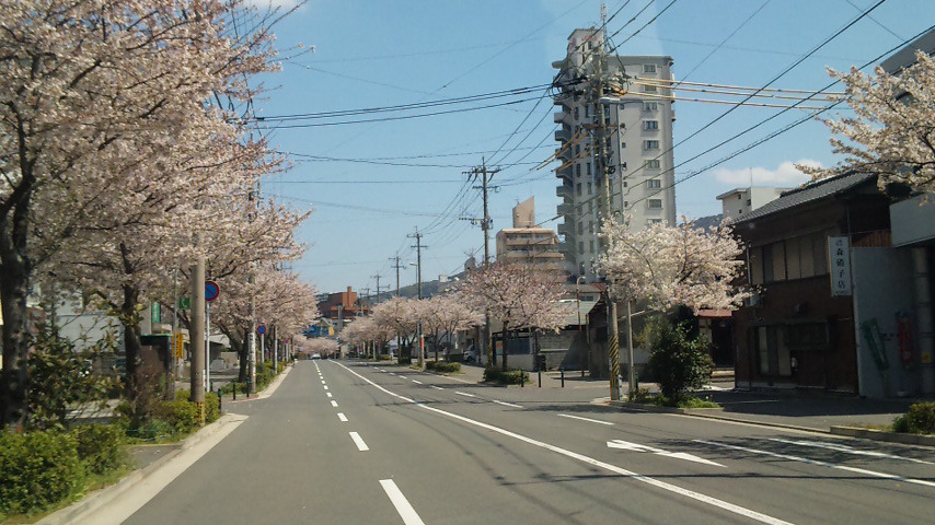 日本国内、町のあちらこちらに桜は植えられています。