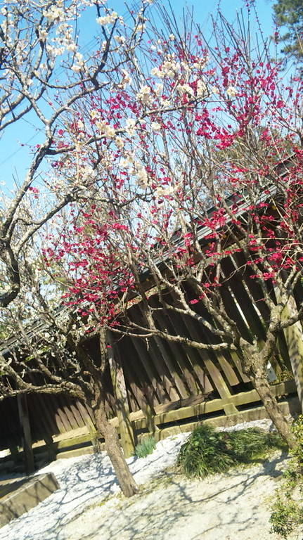 もうすぐ春です！