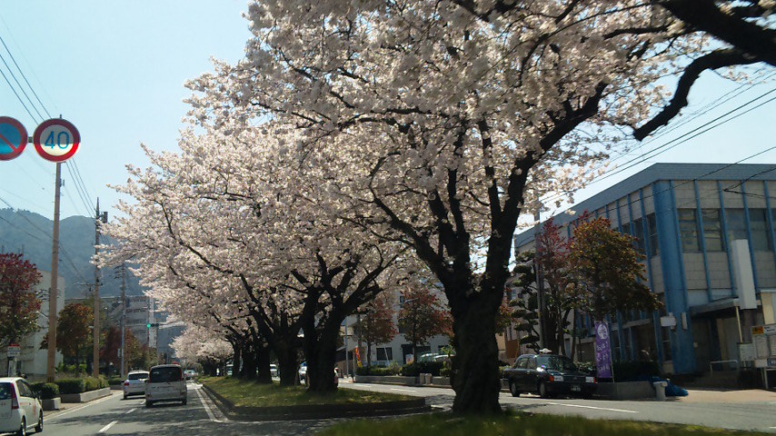 今、花ざかり満開です！