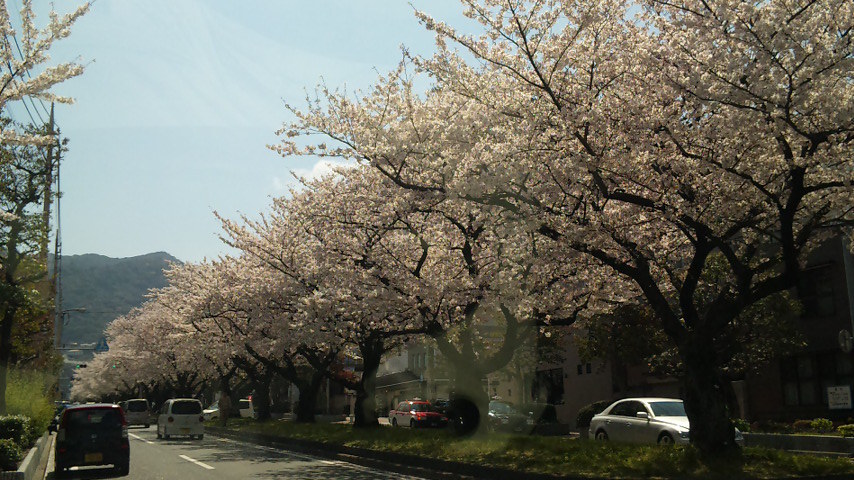 日本はさくらの国。