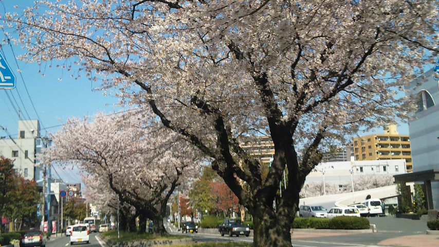 街路樹として植えられたさくら！
