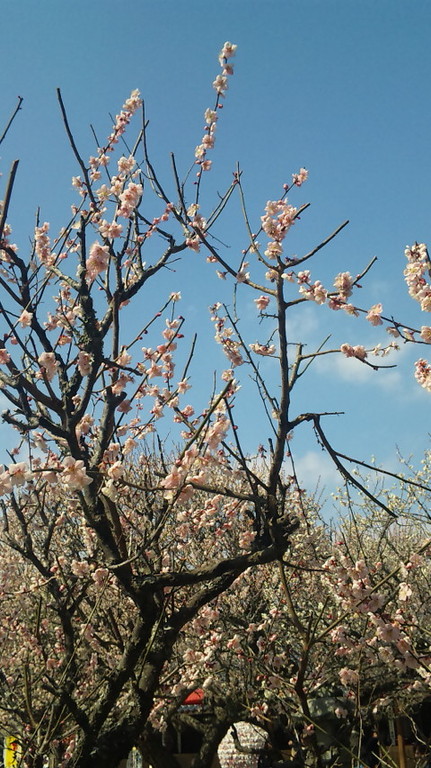 梅花まつりが行われていました。