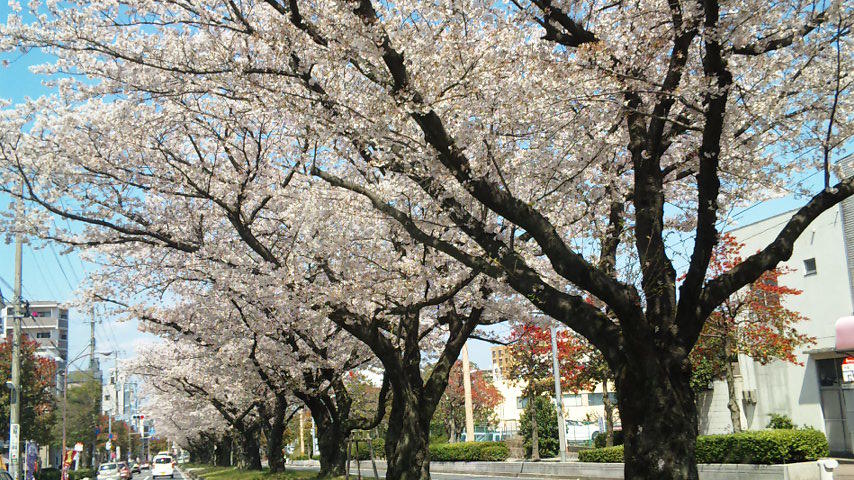 八幡東区のさくら！