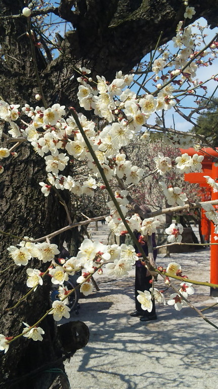 梅の花も満開です。良い香り・・・