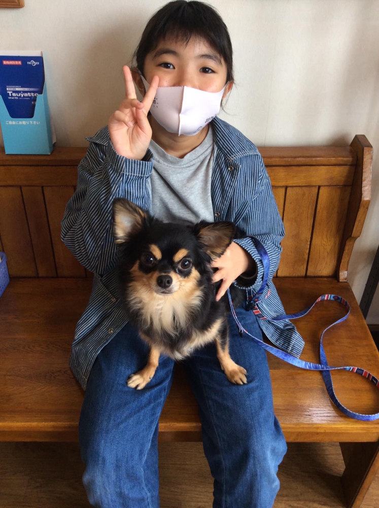 予防注射に来てくれたチワワのアオちゃん！お利口に頑張ってくれました。