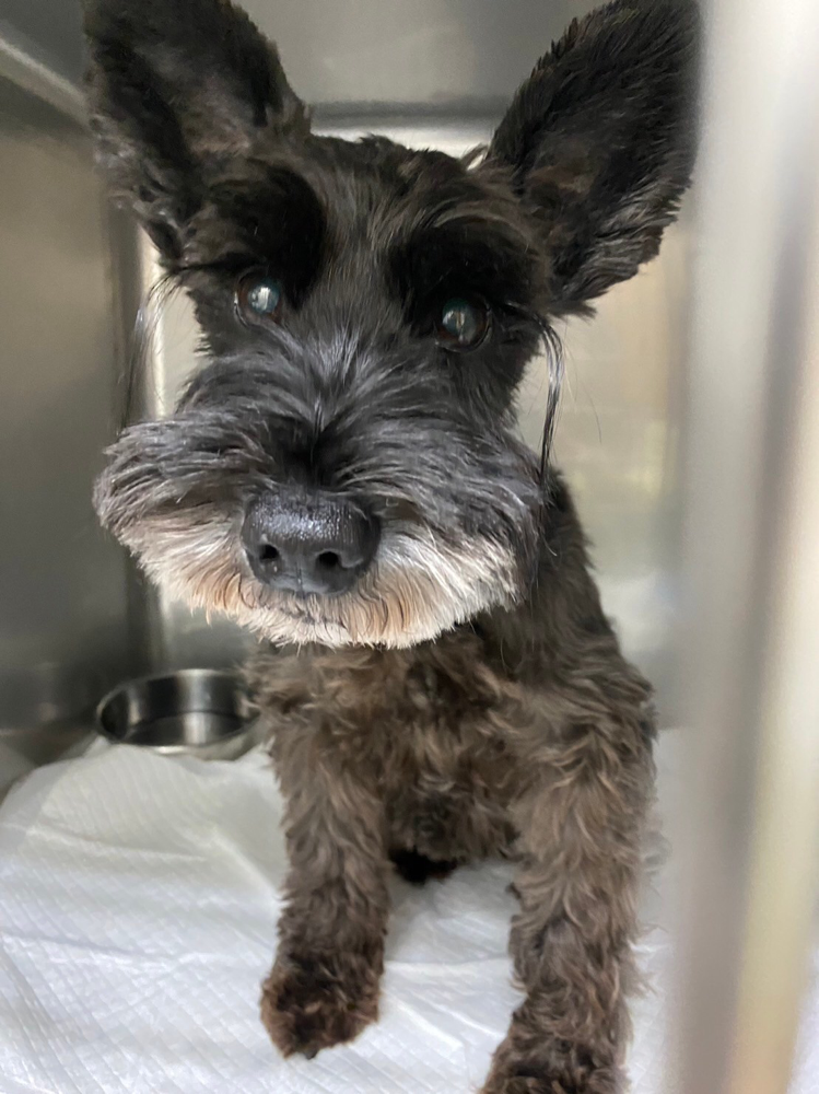 ホテルでお泊まりしてくれたミニチュアシュナウザーのゴマちゃん！とてもお利口さんでした。