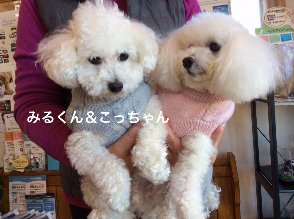 トイプードルのミルクちゃんとココちゃん！ペアリュクのお洋服素敵ですね。