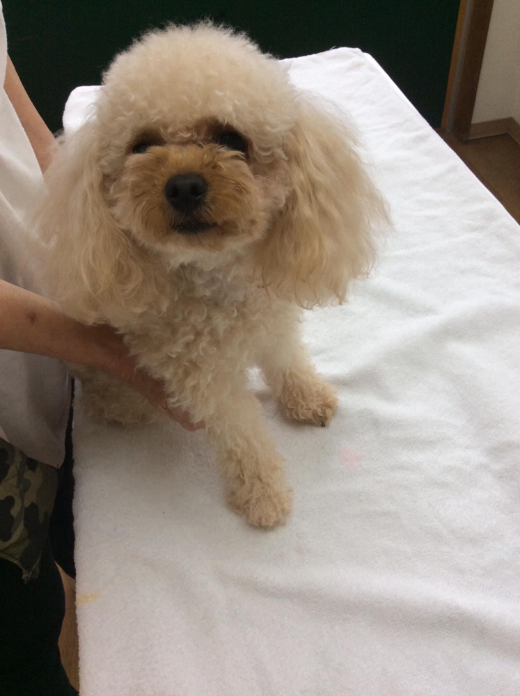 予防注射と血液検査に来てくれたトイプードルのカボスちゃん！頑張ってくれました。
