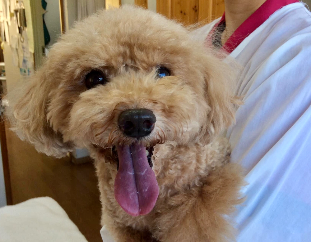 診察に来てくれたトイプードルのチャロちゃん！お利口に診察させてくれました。