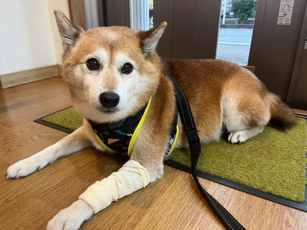 診察に来てくれた柴犬のももちゃん！とてもお利口さんでした。