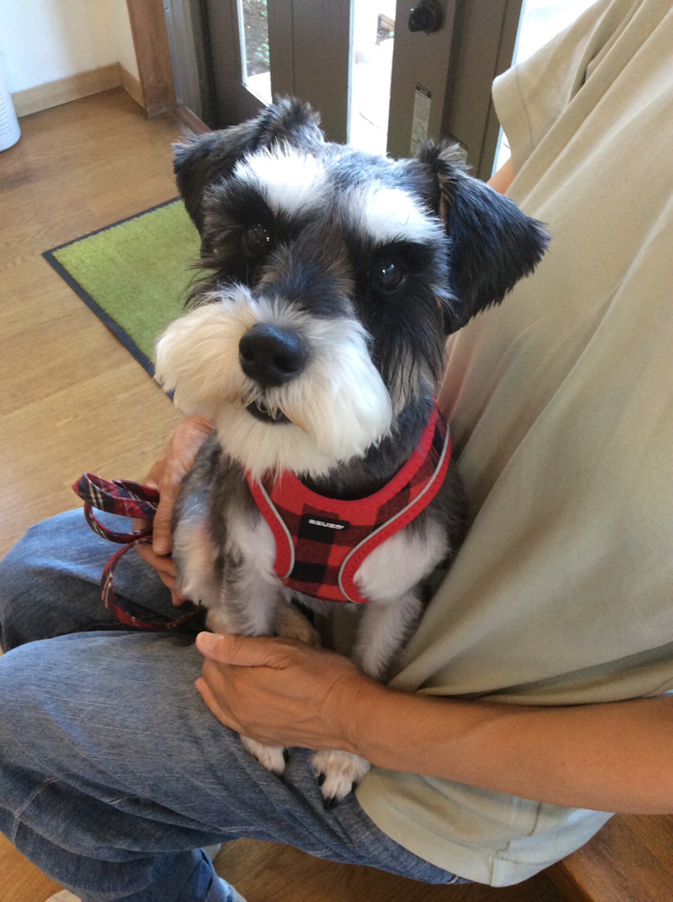 診察と予防注射に来てくれたミニチュアシュナウザーのゆずちゃん！お利口に頑張ってくれました。