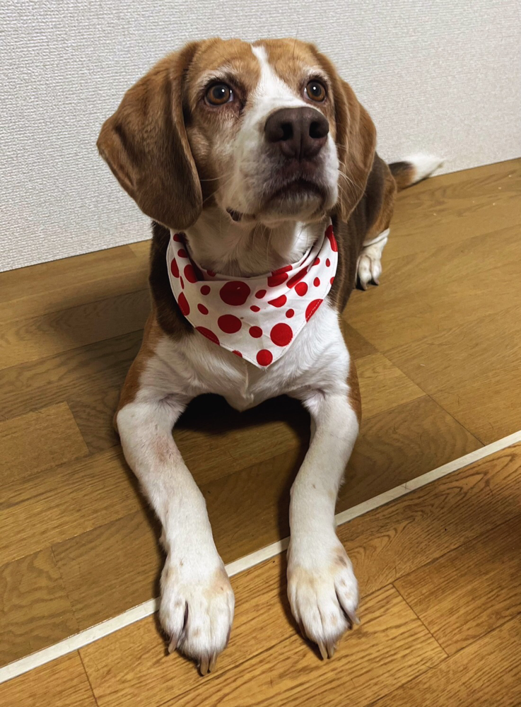 遊びに来てくれたビーグルのクーベルちゃん！バンダナしておしゃれさん。
