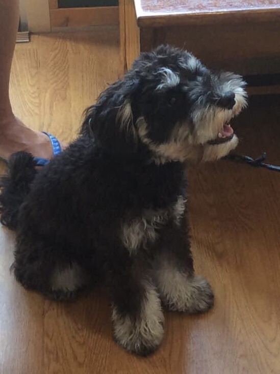 しつけ相談会に来てくれたミニチュアシュナウザーのキキちゃん！