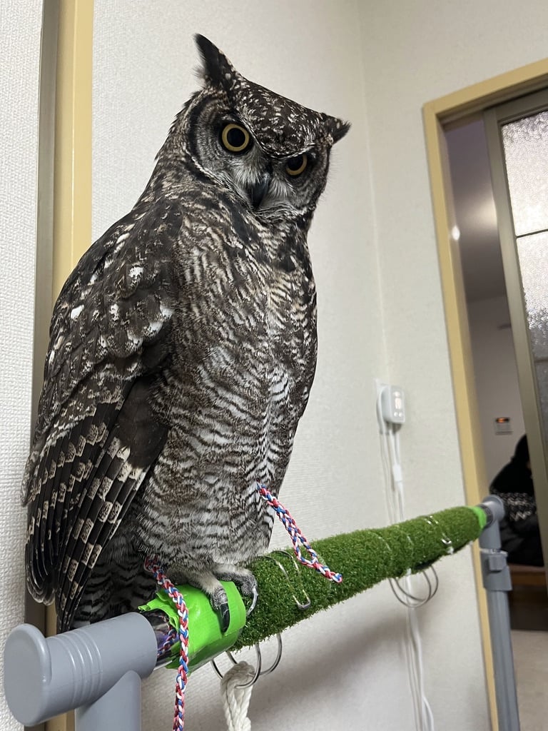 当院スタッフのペット アフリカワシミミズクのロイズです
