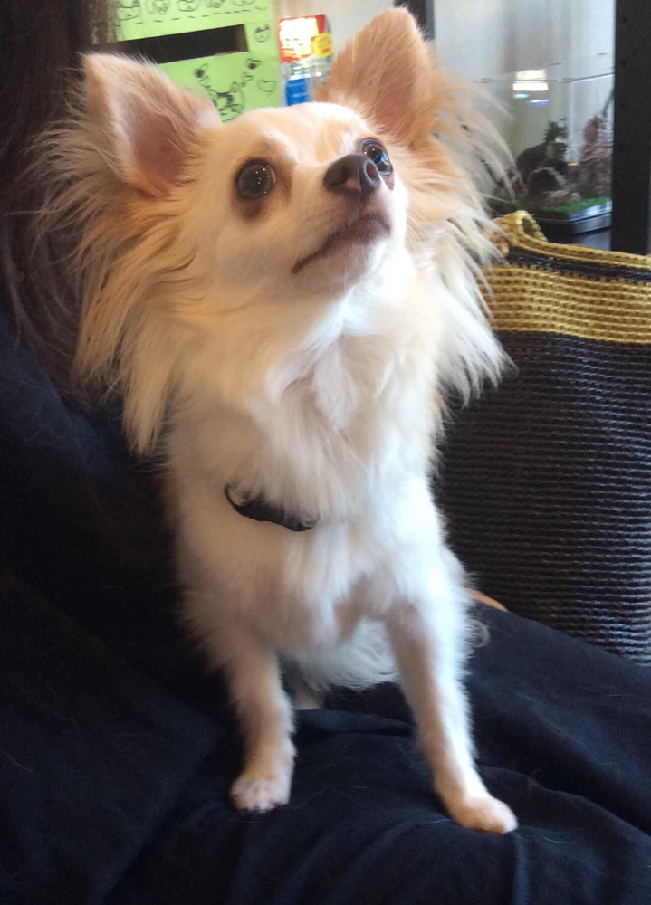 予防注射に来てくれたチワワのモッチちゃん！嫌がらずにできました。偉かったね