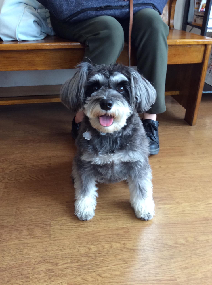 診察に来てくれたミニチュアシュナウザーのポポちゃん！人懐っこく元気な女の子です。