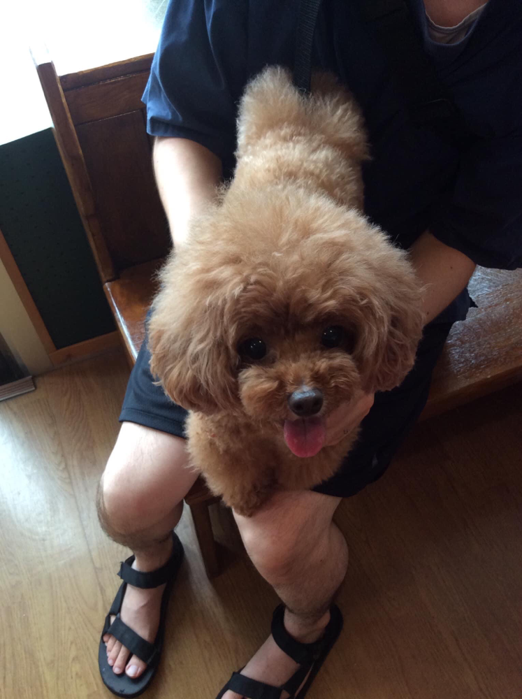 ワクチン接種に来てくれたトイプードルのくるみちゃん！頑張りました。