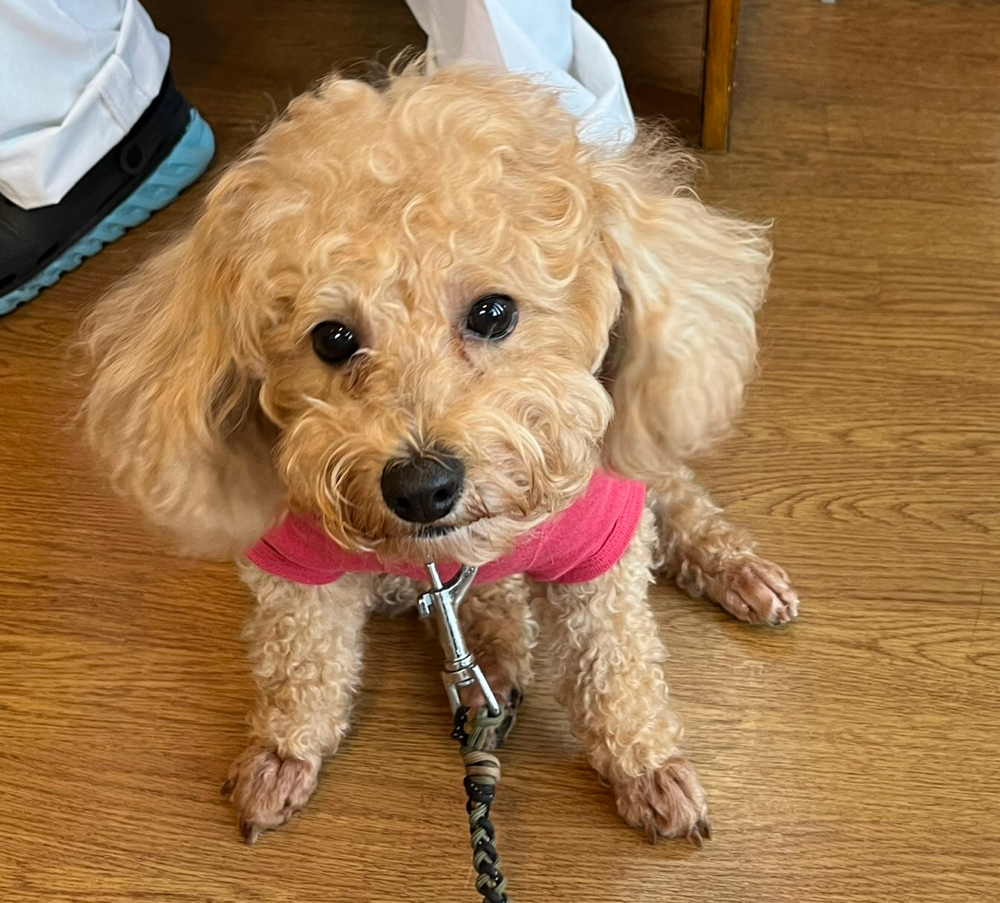 遊びに来てくれたトイプードルのだいずちゃん！また来てね待ってます。