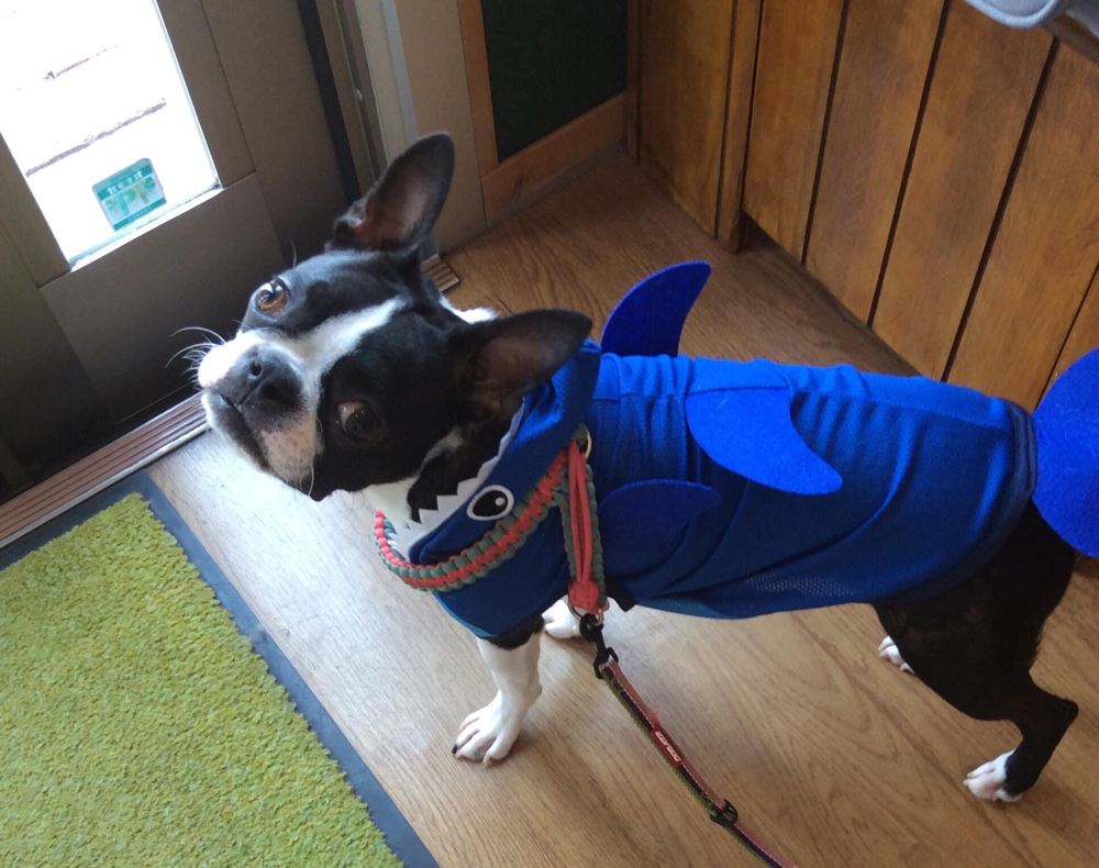 ボストンテリアのなつみちゃん！いつも素敵なお洋服着ています。今日はサメのお洋服でした。