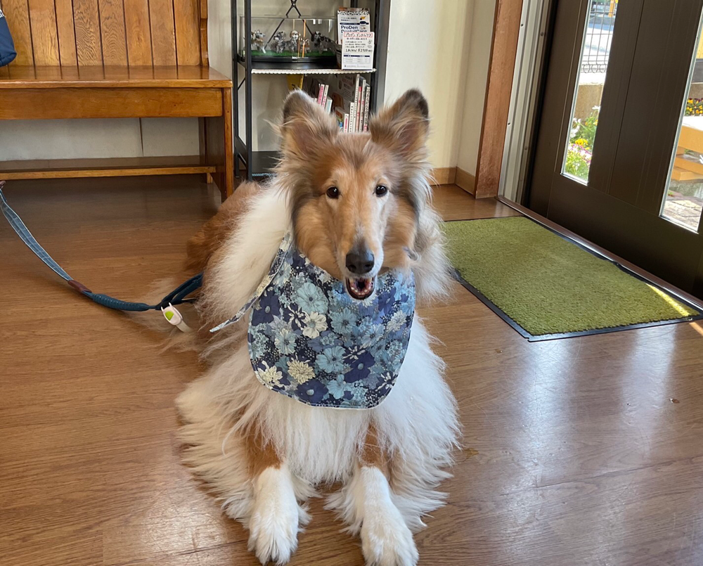 診察に来てくれたラフコリーのルーシーちゃん！いつもお利口さんです。素敵！