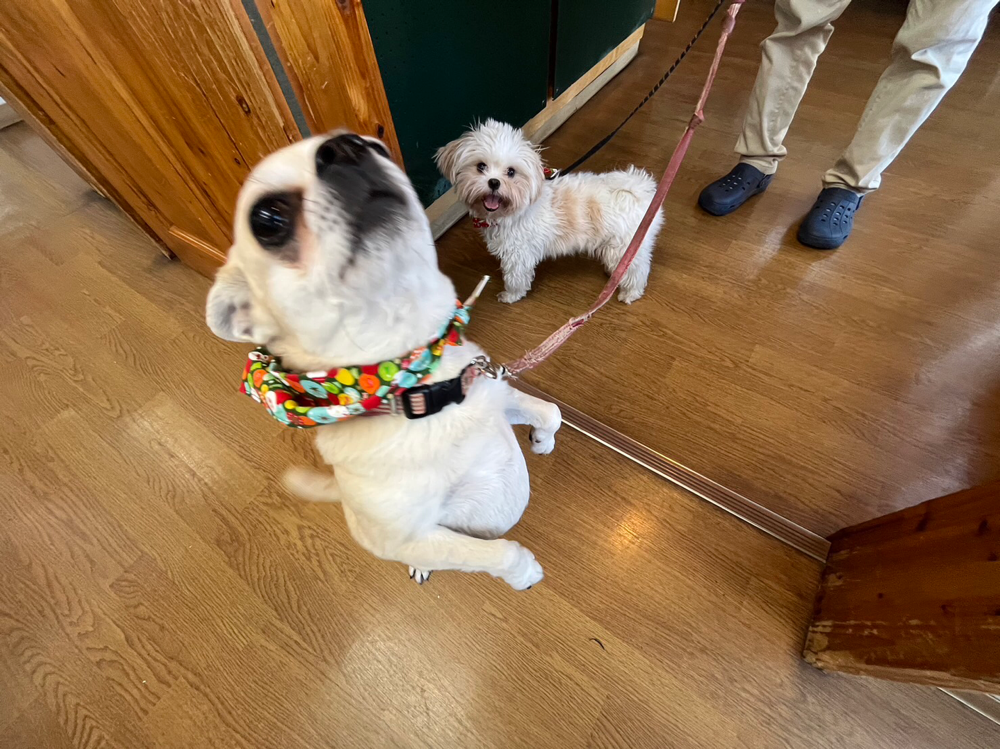 お尻絞りと爪切りに来てくれたルンちゃんとモカちゃん！毎日お散歩頑張ってます。