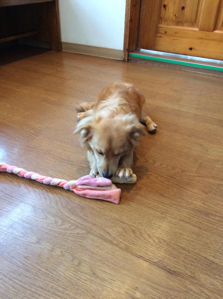 １２月のお悩み相談会に来てくれたミニチュアダックスフントのみかんちゃん！