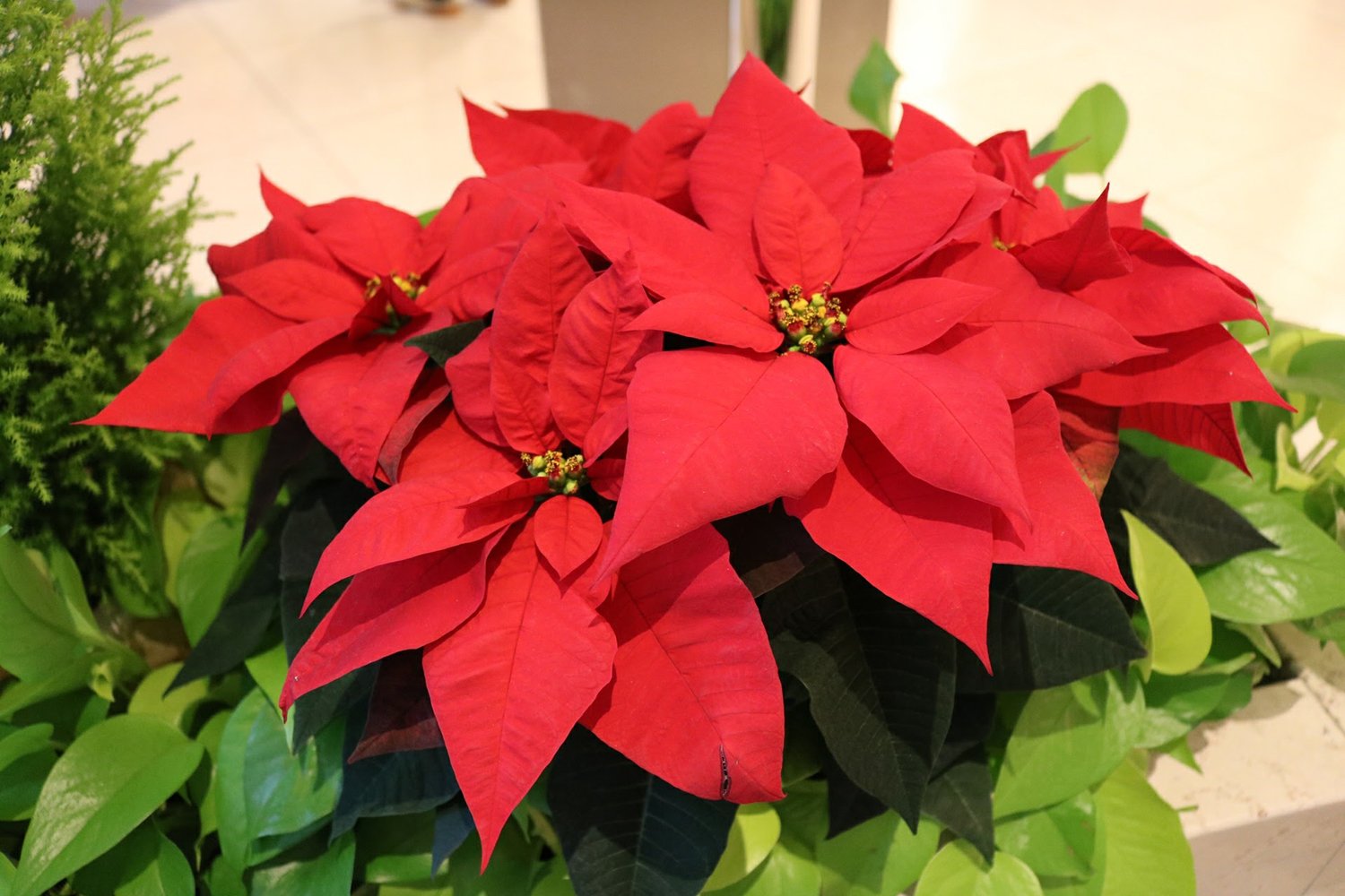 クリスマスのお花といえば？？