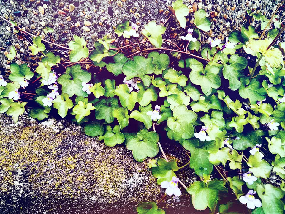 AEDPイマージョン体験記(1/2)