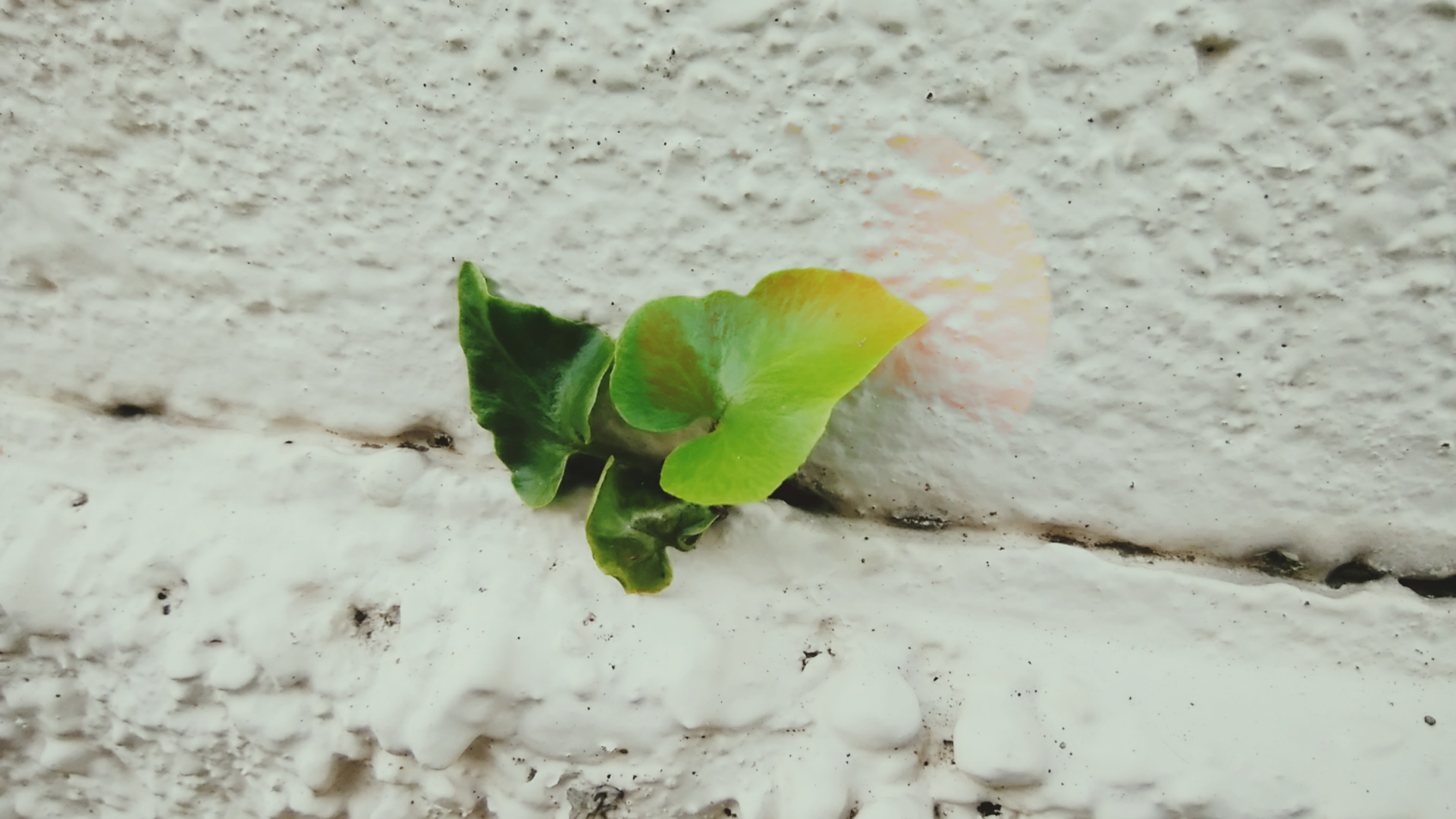 AEDPカンファレンス2025「In It Together」に参加しています