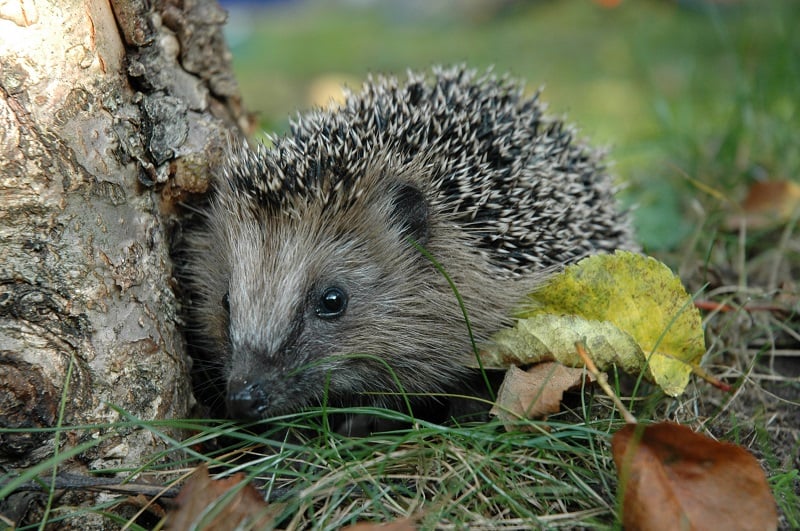 Igel Gefunden Was tun Hilfe Klein Verletzt Garten