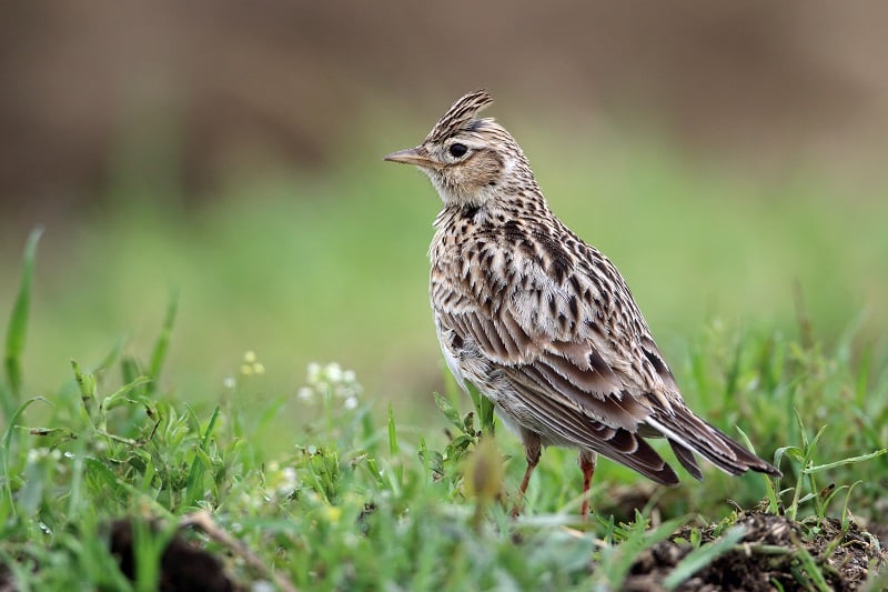 Feldlerche Vogel des Jahres 2019 LBV Rote Liste Art gefährdet