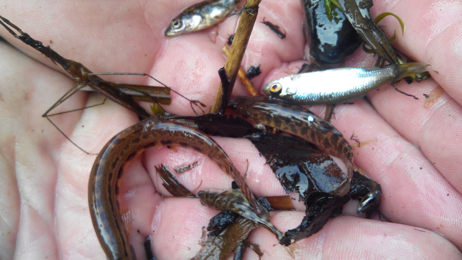 Afvissen wateren met beschermde soorten