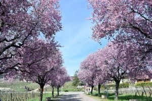 ITINERAIRES CYCLABLE DES 3 PAYS, ou Dreiland-Radweg, DANS LA RÉGION DITE DES 3 FRONTIÈRES