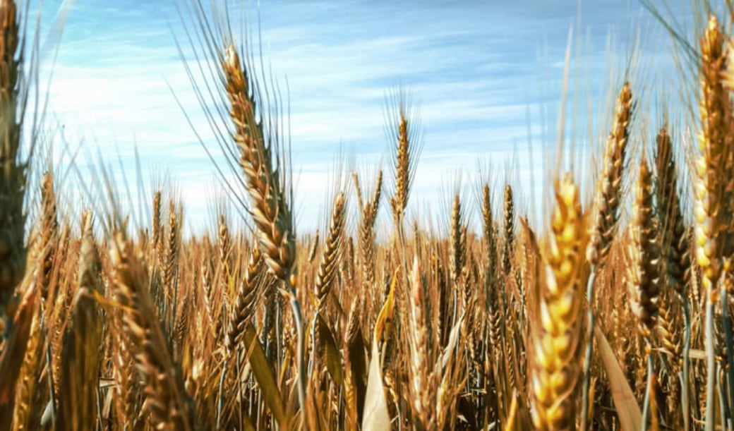 スルッと出したい方必見！大麦は食物繊維の宝庫です。