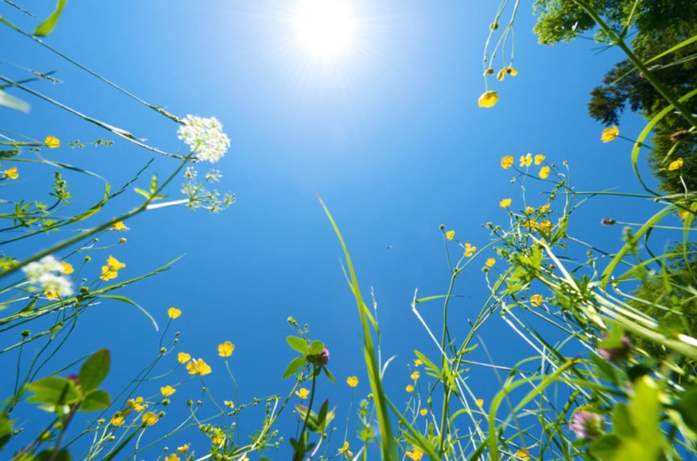 夏がやってきましたよ