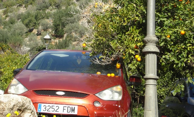 statt Blätter Orangen auf den Autos