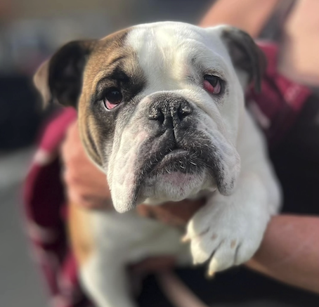 The case of Winnie, a young Bulldog