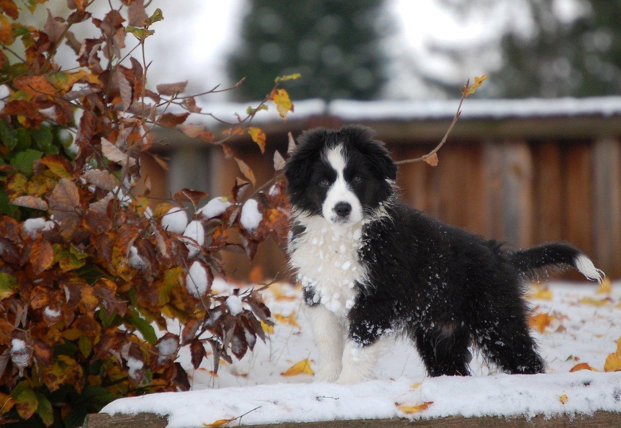 Aussie Hündin Black Bi