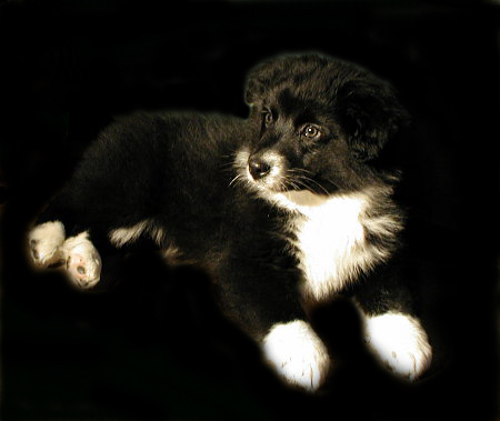 Australian Shepherd black bi