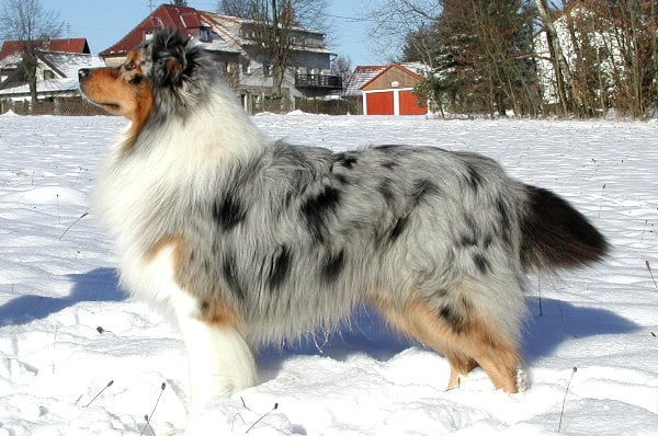 Aussie Rüde Blue Merle 
