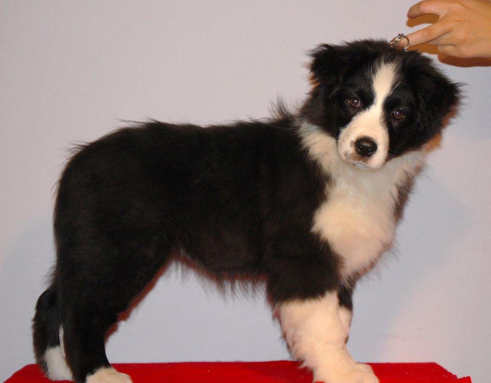 Australian Shepherd Hündin Black Bi