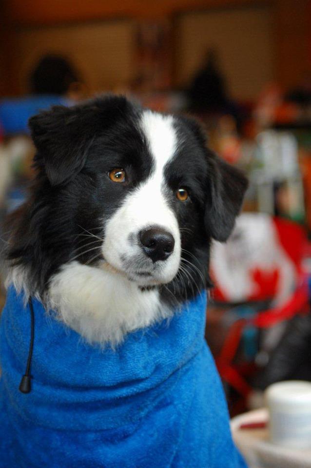 Black Bi Hündin Emmely Rosebud of Crana