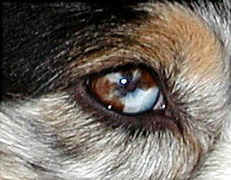 Australian Shepherd Bunte Augen