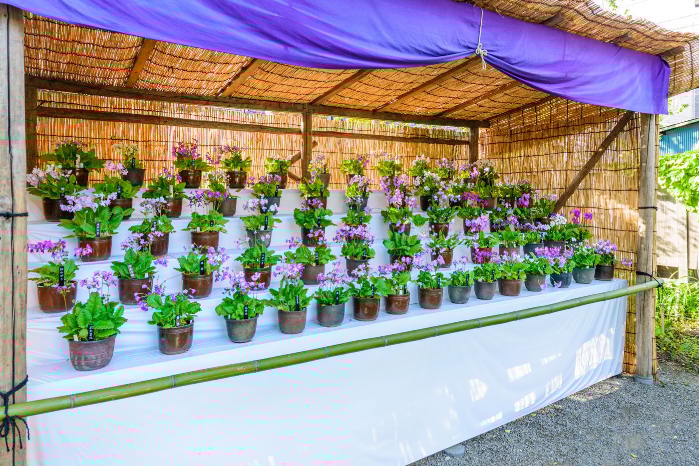 都立向島百花園８（さくら草の展示がされていました）