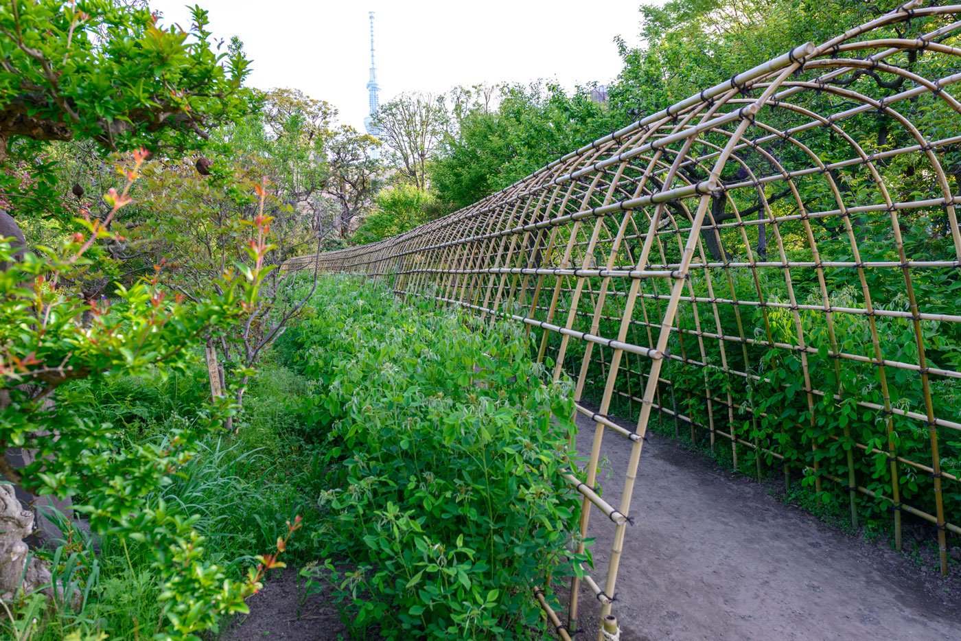 都立向島百花園６（萩のトンネル　全長30mのお花のトンネル）