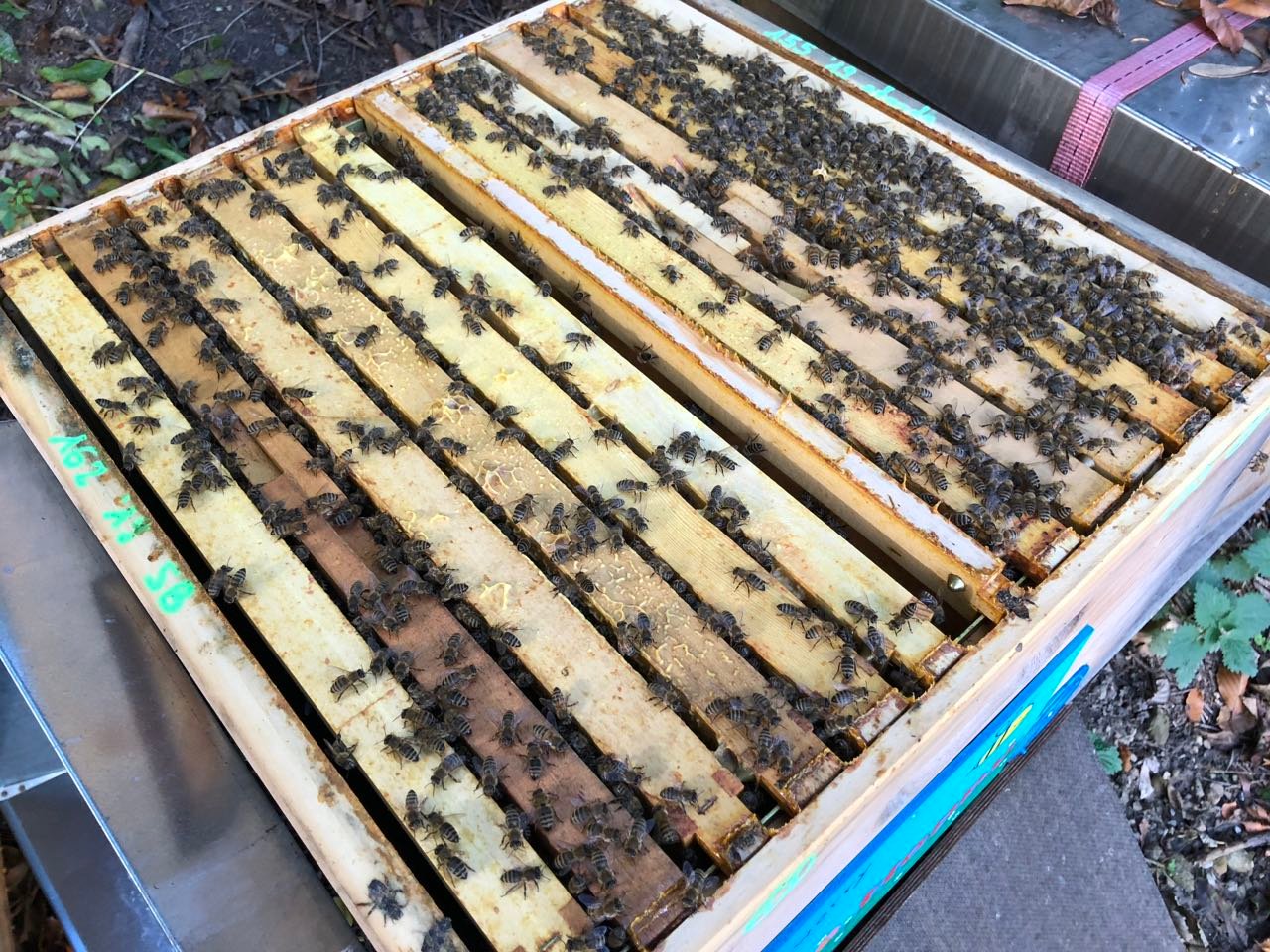 Wir zeigen die Zwei-Volk Betriebsweise "Bienenbombe".