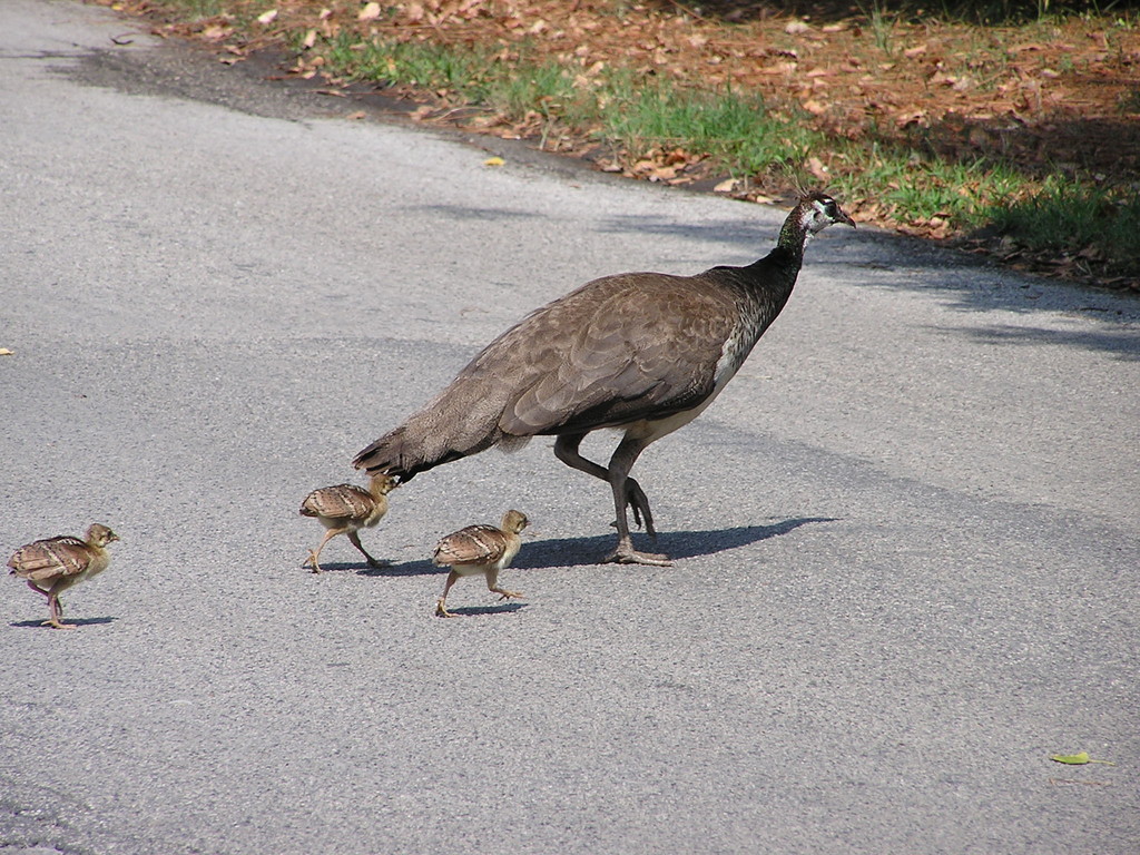 Villa Fashion - Ferienhaus Albarella mit Pool und Villa Costanza - Ferienhaus Albarella - Wildlife
