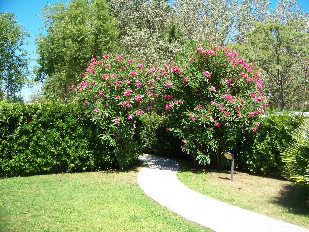 Vorgarten -Villa Fashion - Ferienhaus Albarella mit Pool 