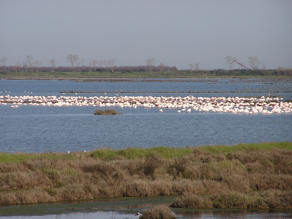 Villa Fashion - Ferienhaus Albarella mit Pool und Villa Costanza - Ferienhaus Albarella - am Strand