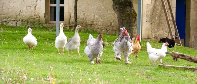 La boutique Oeuf-poule-poussin 